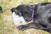 Andyra ist vor Ersch�pfung im Wassernapf eingeschlafen